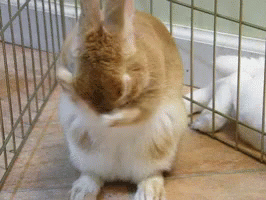 the small rabbit is sitting on its stomach inside the cage