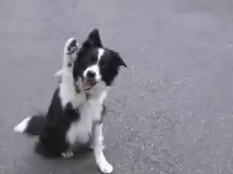 a dog in a parking lot scratching his head