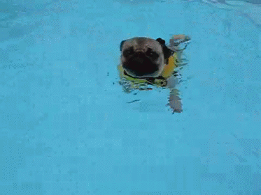 small black dog wearing blue swim float in pool