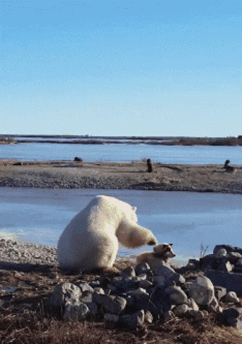 a large white bear standing next to a pile of rocks
