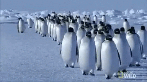 there are many penguins that are all standing together