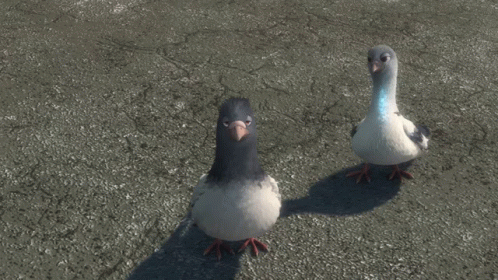 two birds that are standing on the pavement