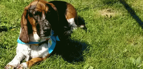a dog with blue and yellow collar laying in the grass