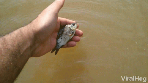 a close up of a persons hand holding a fish