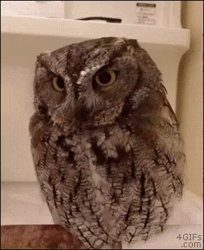 a grey owl looking into the camera while perched on a toilet