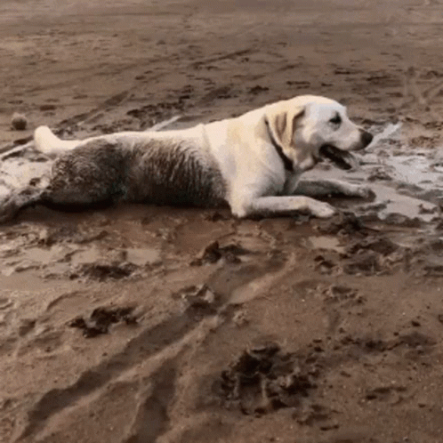 there is a dog that is laying in the mud