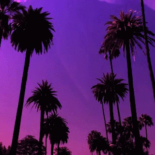 palm trees are against a vint pink sky