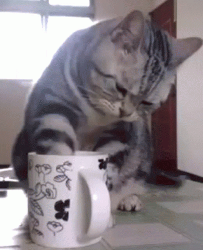 a brown and black cat is sitting in a coffee cup