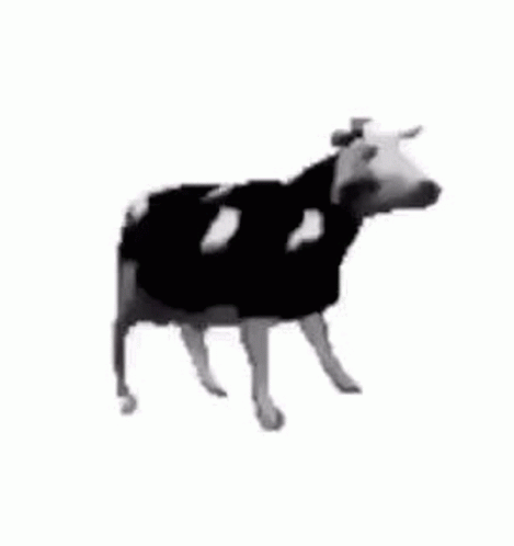 a cow with black spots standing in front of a white wall