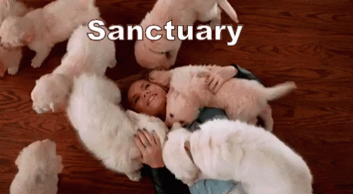 several polar bears that have the word sanctuary on them