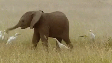 an elephant is walking in a field with a group of birds