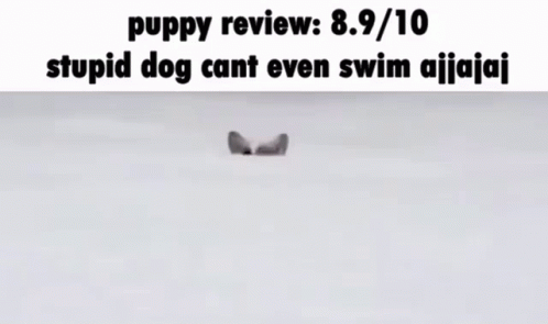 dog and cat face each other in snow, with caption about puppy review