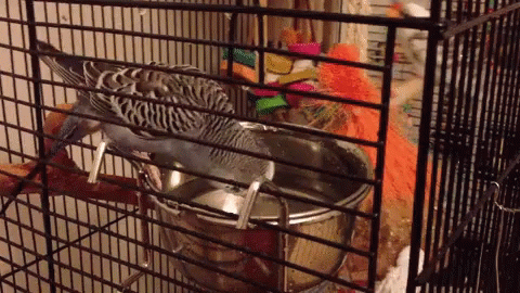 two birds in a cage next to each other