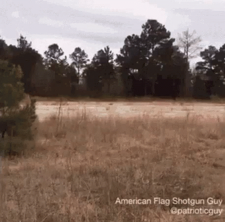 a bear is walking in a field near the woods