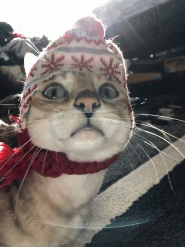 a cat wearing a hat and scarf on top of a field