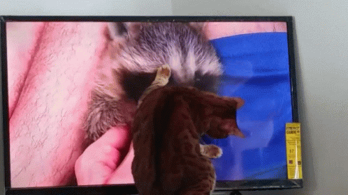 the cat is playing on the television with its owner