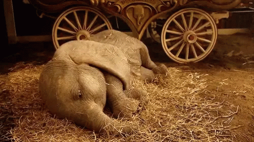 the baby elephant is taking a nap in the hay near the horse carriage