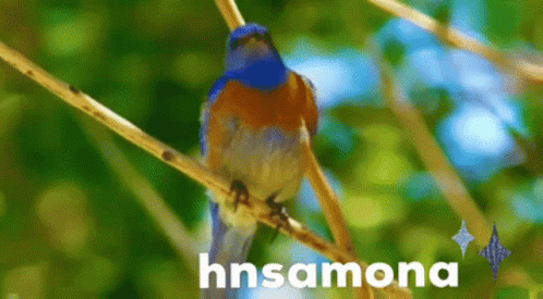 a colorful bird with orange, blue, and red on its chest and head perched on a nch