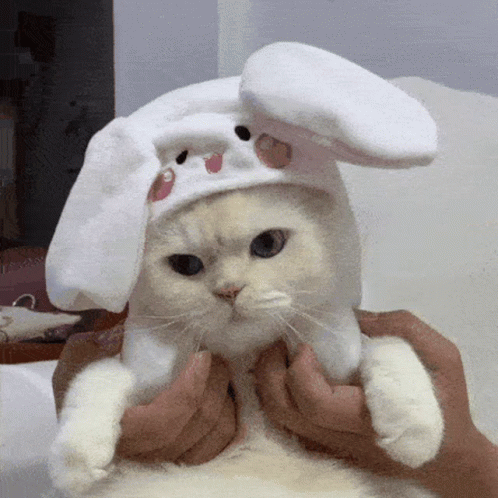 there is a white cat with bunny ears on it's head