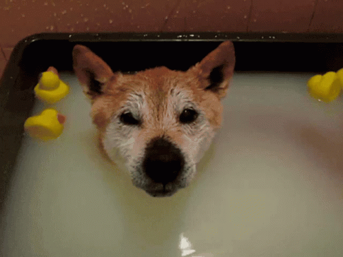 a dog with its head sticking out from inside of a bathtub