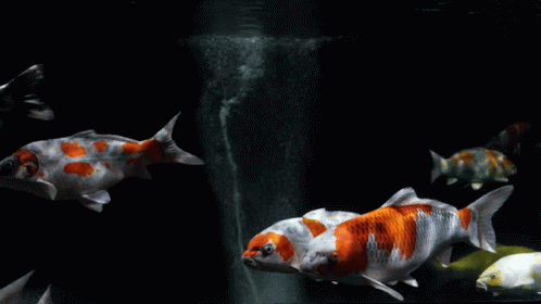a group of fish with blue markings swimming in a tank
