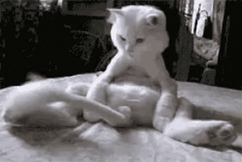 the white cat sits on its back with its foot near the tail of the doll