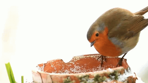 a small blue bird perched on top of a bowl