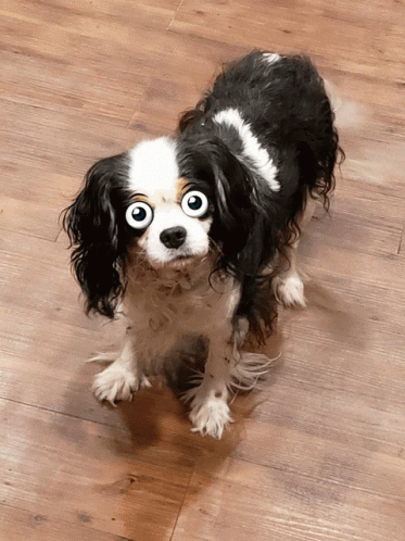 there is a dog that has been drawn into it's face