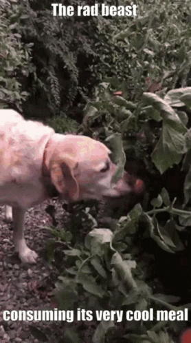 a dog in the woods sniffing leaves from bushes
