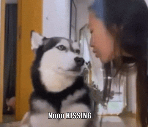 husky being interviewed in mirror by a woman