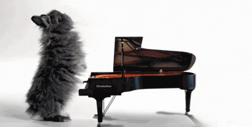 a black piano with a gray and white animal playing on it
