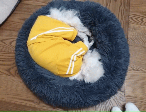 the dog's clothes are still in their furry coat