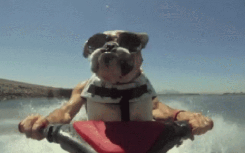 dog is riding in the surf board in the water