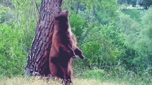 the bear is leaning against a large tree in the woods