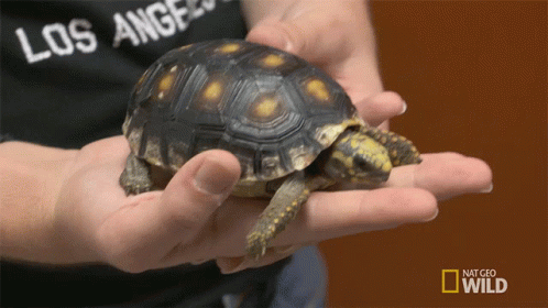 a person holding a turtle on his palm