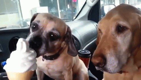 two dogs with their faces in the front seat of a car