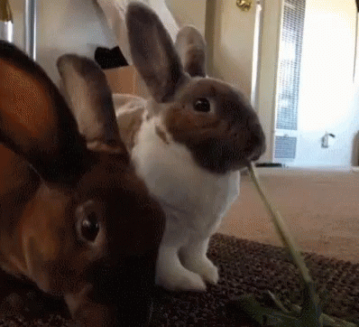 a rabbit is biting on a toy plant