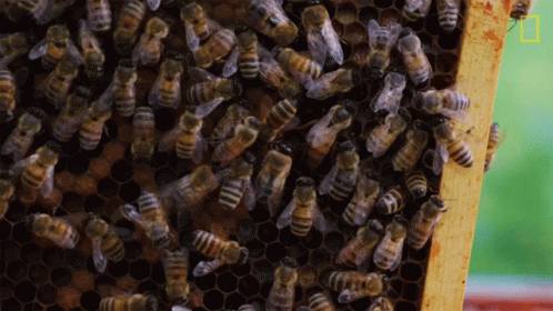 honeybees are clustered inside a blue honeycomb