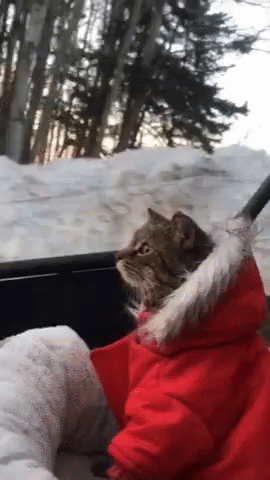 a small cat in a car seat, dressed as a winter coat and holding a baseball bat