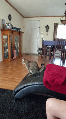 a cat sitting on the floor of a living room