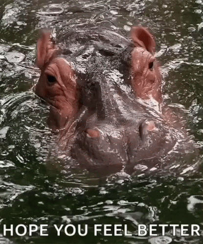 a hippo swimming in the water with words above it