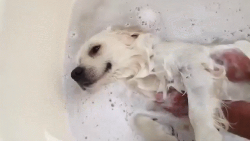 a white and black dog laying down in a bath tub