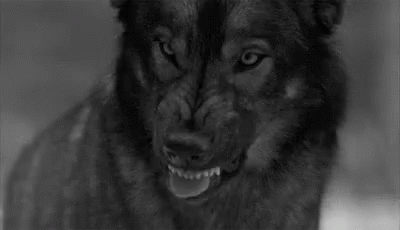 a dog with dark eyes and a big sad look