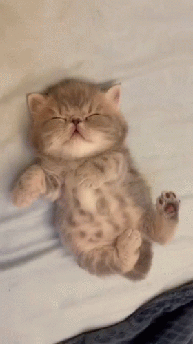 a fluffy kitten is lying on top of a bed