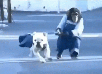 a person with an animal mask is walking with another dog