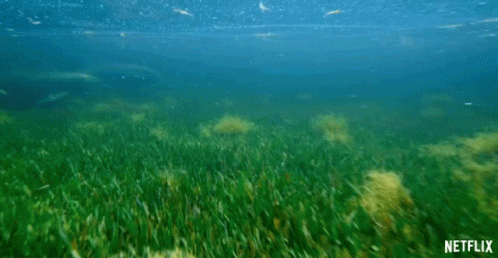 a green underwater meadow with tiny white bubbles