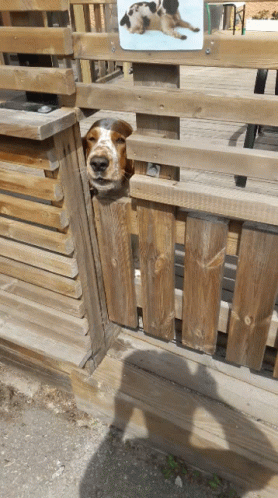 a dog is sticking his head through the gate