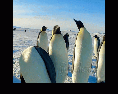 five penguins standing around a fence next to an ocean