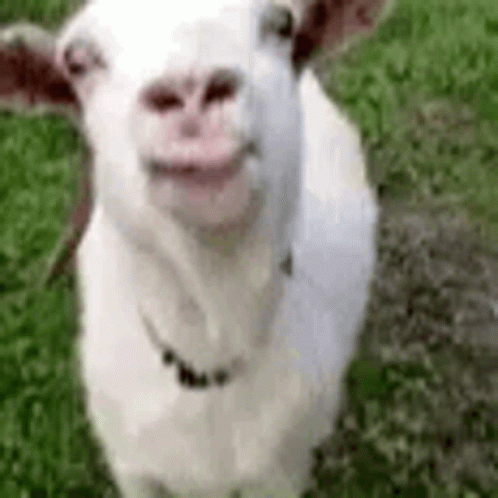 a little goat is smiling for the camera