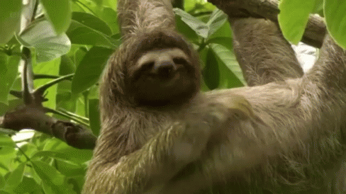 two - toed sloth eating leaves in green foliage